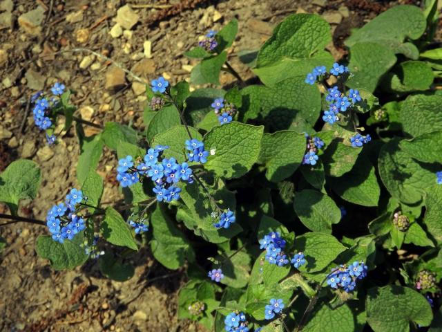 Pomněnkovec sibiřský (Brunnera sibirica Steven)