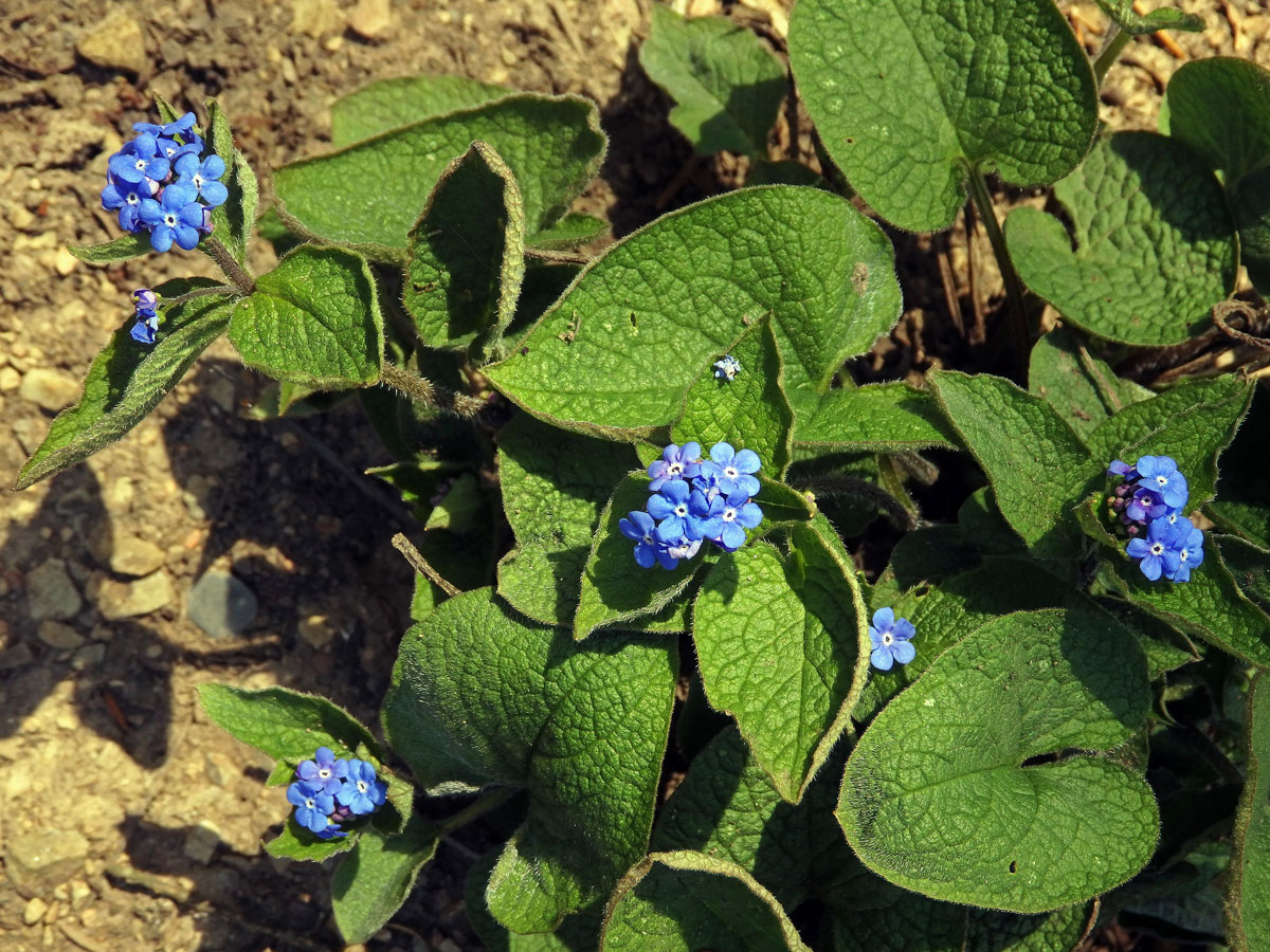 Pomněnkovec sibiřský (Brunnera sibirica Steven)