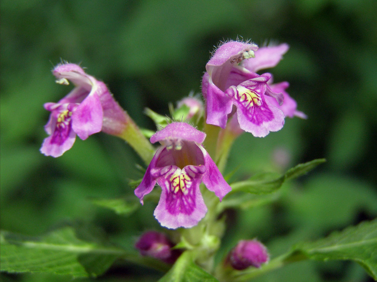 Konopice pýřitá (Galeopsis pubescens Besser)