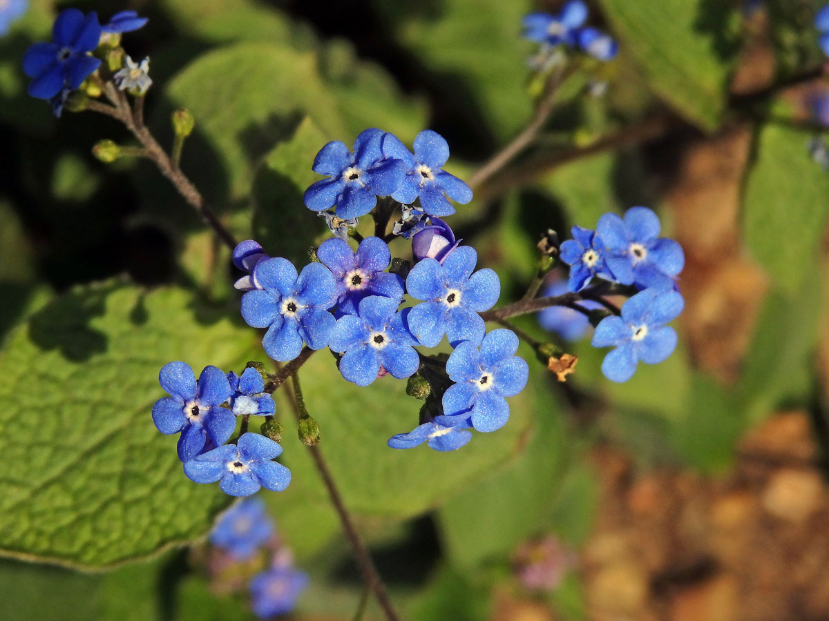 Pomněnkovec sibiřský (Brunnera sibirica Steven)