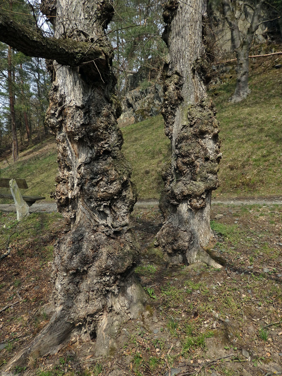 Jilm vaz (Ulmus laevis Pallas) (10a) s několika nádory na kmeni