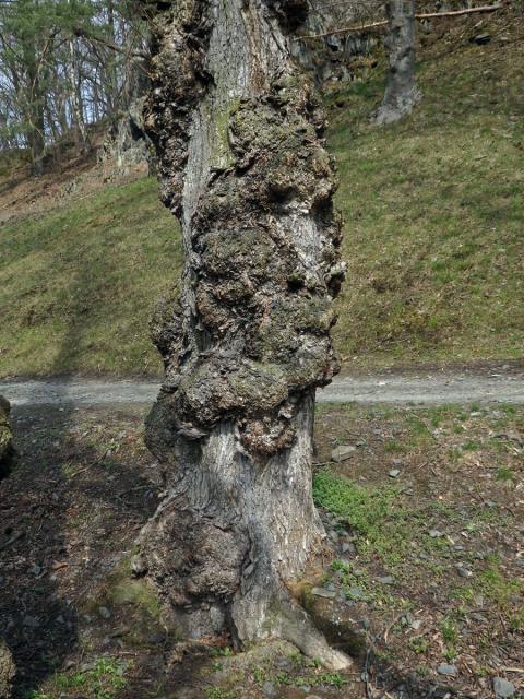 Jilm vaz (Ulmus laevis Pallas) (10b) s několika nádory na kmeni