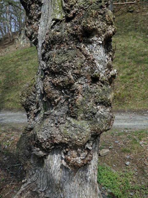 Jilm vaz (Ulmus laevis Pallas) (10c) s několika nádory na kmeni