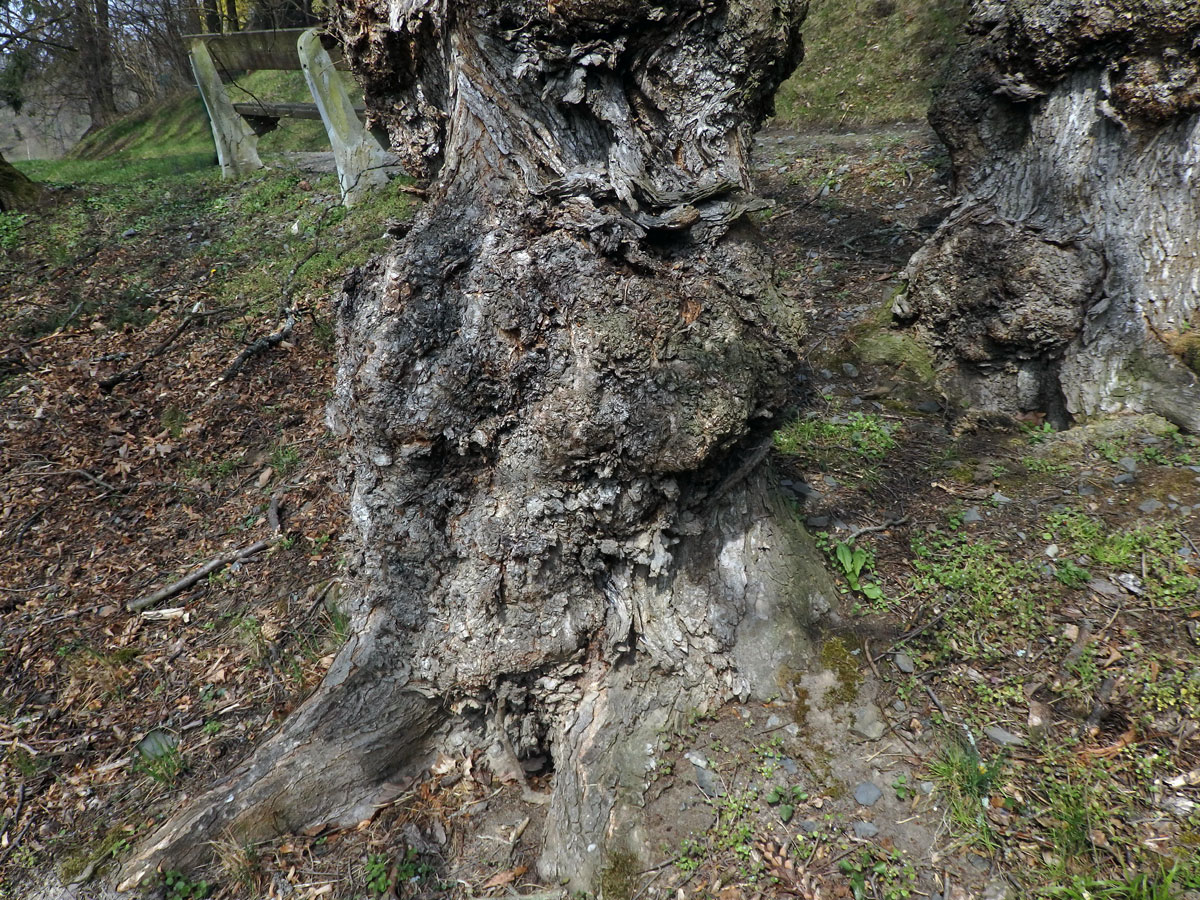 Jilm vaz (Ulmus laevis Pallas) (11b) s několika nádory na kmeni