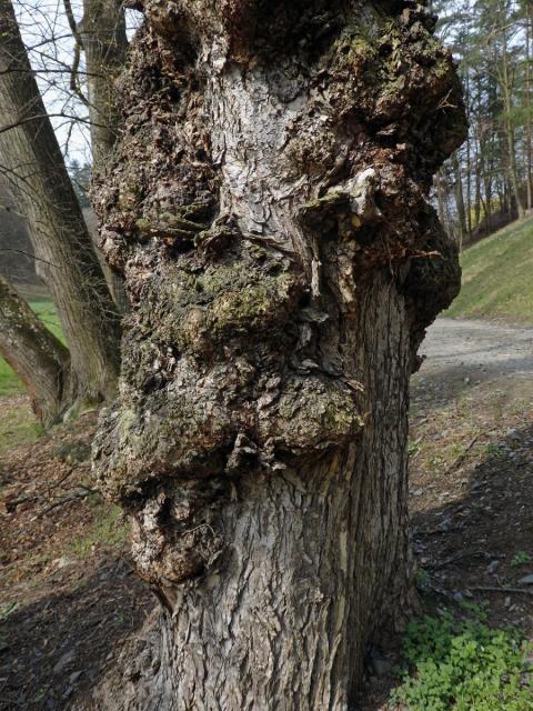 Jilm vaz (Ulmus laevis Pallas) (11c) s několika nádory na kmeni