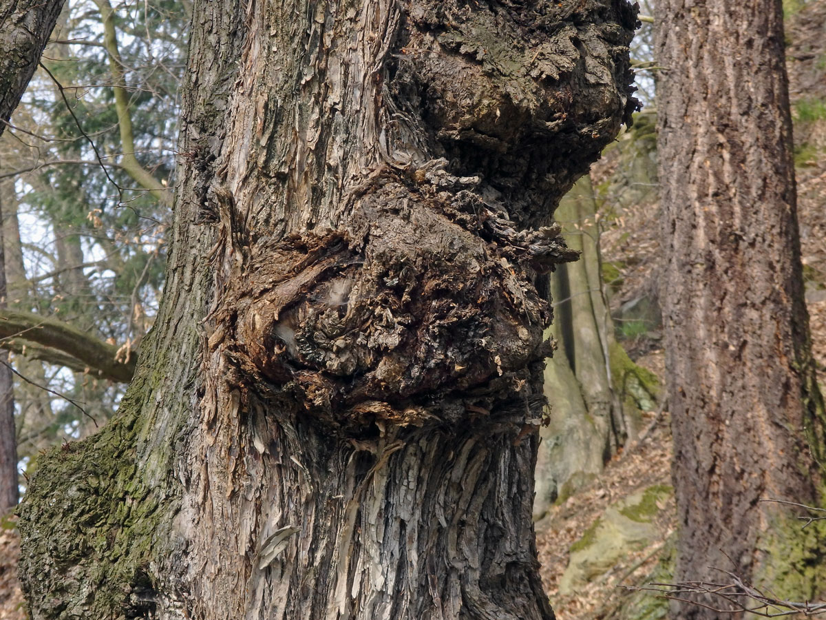 Jilm vaz (Ulmus laevis Pallas) (12) s několika nádory na kmeni