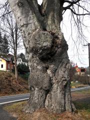 Nádor na buku lesním (Fagus sylvatica L.) (35b)