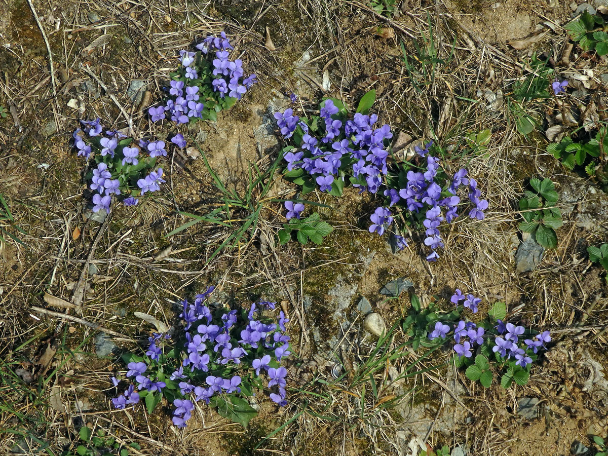 Violka srstnatá (Viola hirta L.)