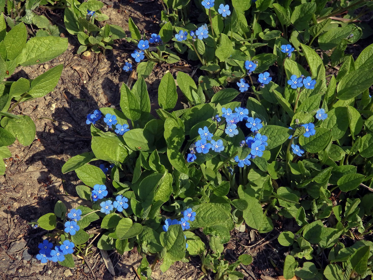 Pupkovec jarní (Omphalodes verna Moench.)