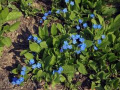 Pupkovec jarní (Omphalodes verna Moench.)