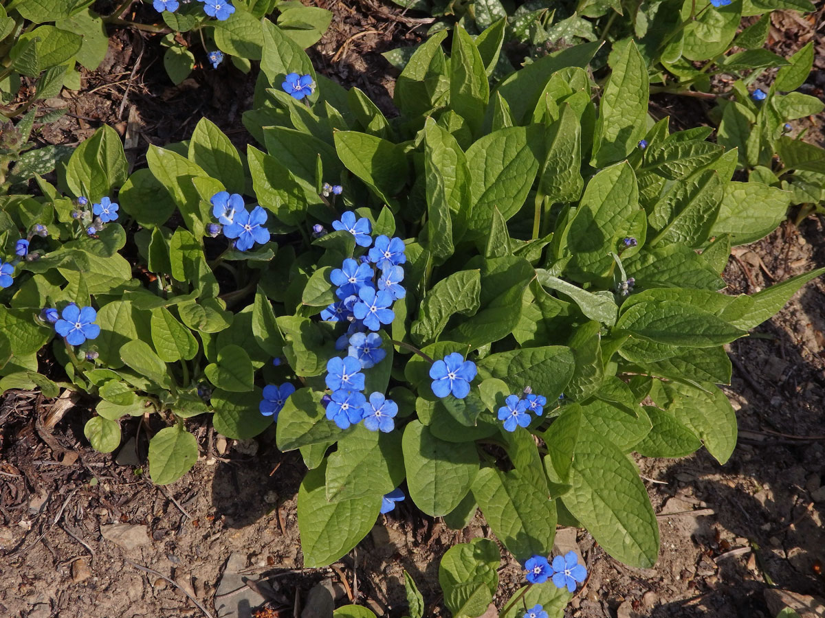 Pupkovec jarní (Omphalodes verna Moench.)