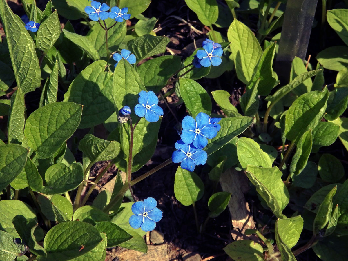 Pupkovec jarní (Omphalodes verna Moench.)