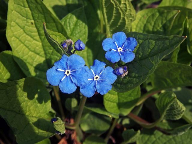 Pupkovec jarní (Omphalodes verna Moench.)