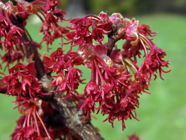 Javor červený (Acer rubrum L.)