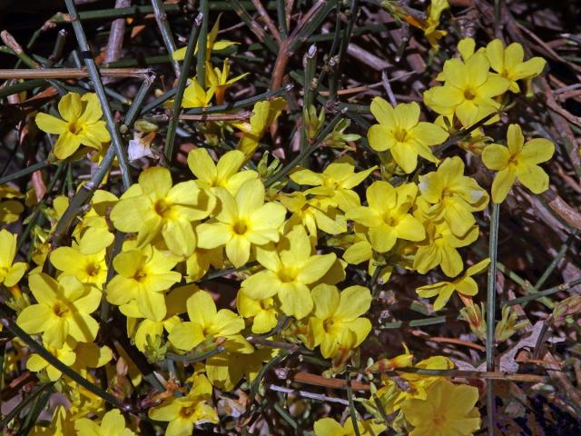 Jasmín nahokvětý (Jasminum nudiflorum Lindl.)