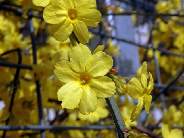 Jasmín nahokvětý (Jasminum nudiflorum Lindl.)