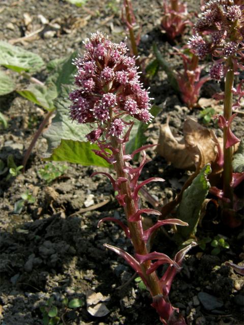 Devětsil lékařský (Petasites hybridus (L.) G., M. et Sch.)