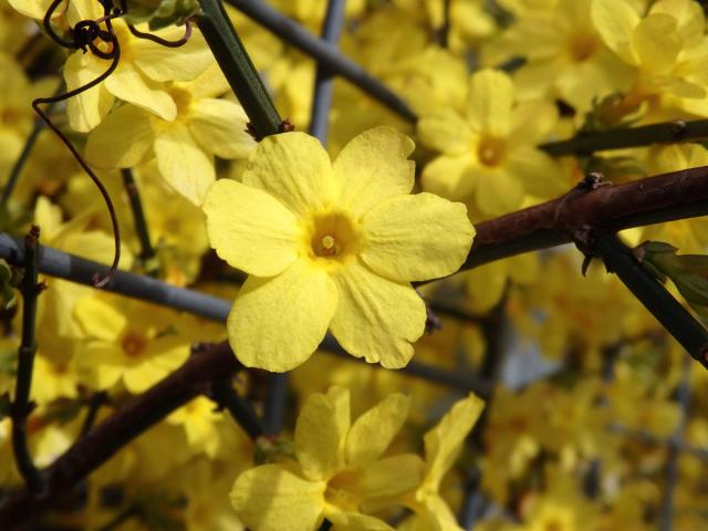 Jasmín nahokvětý (Jasminum nudiflorum Lindl.)