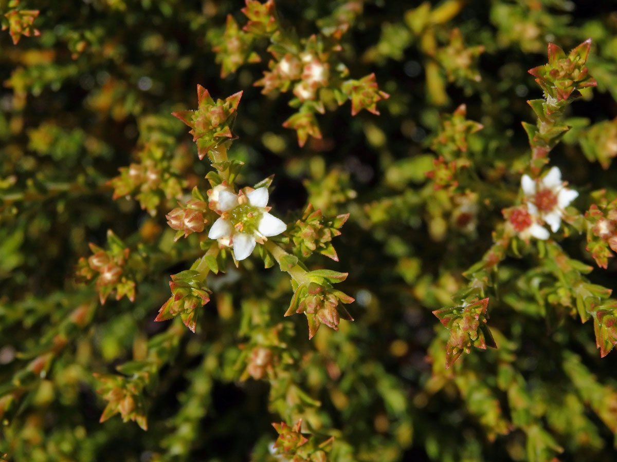 Diosma oppositifolia L.