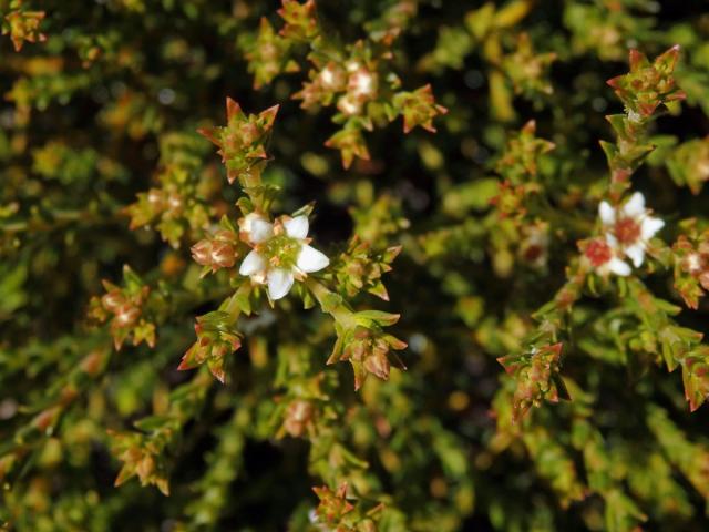 Diosma oppositifolia L.