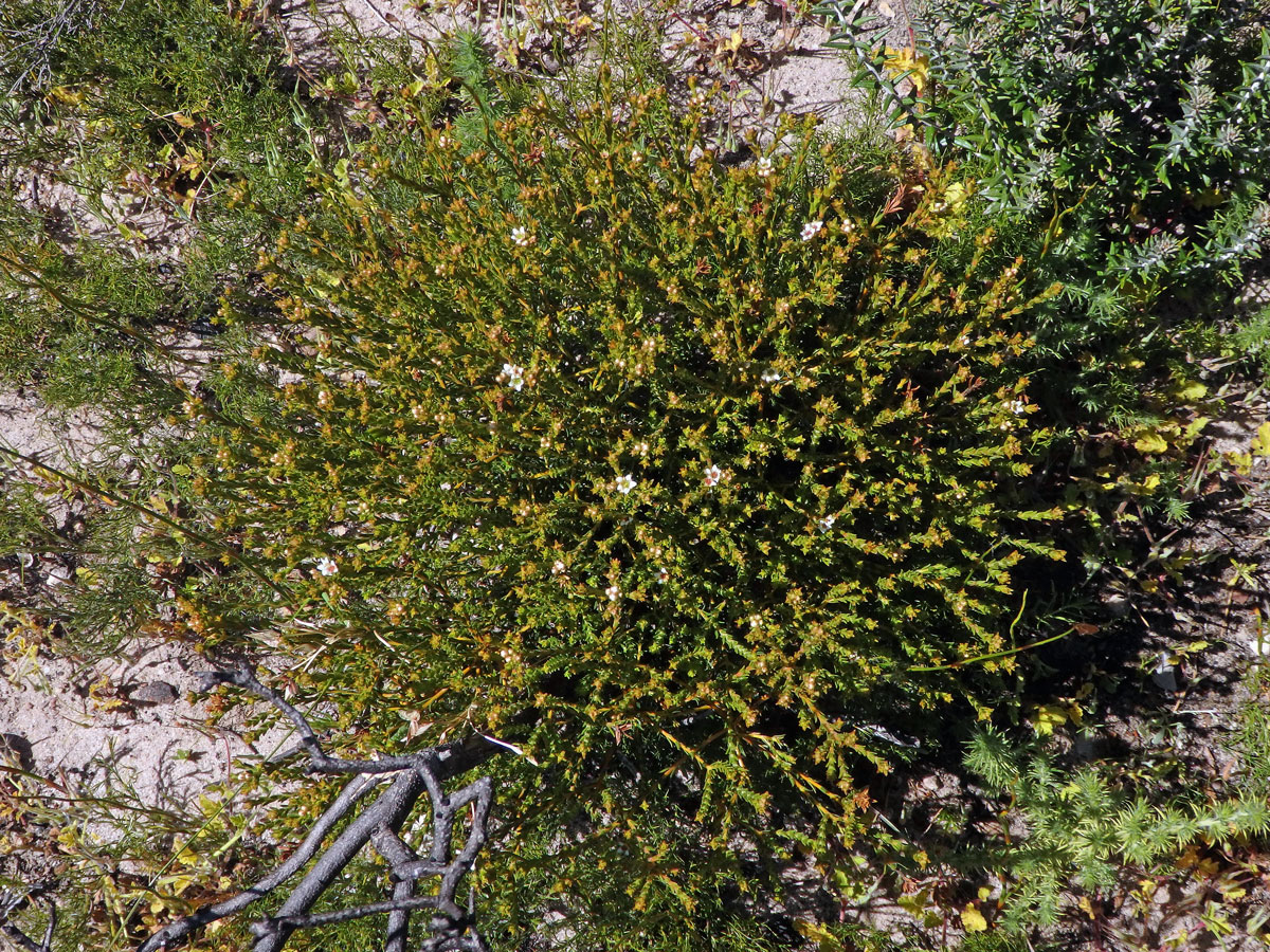 Diosma oppositifolia L.