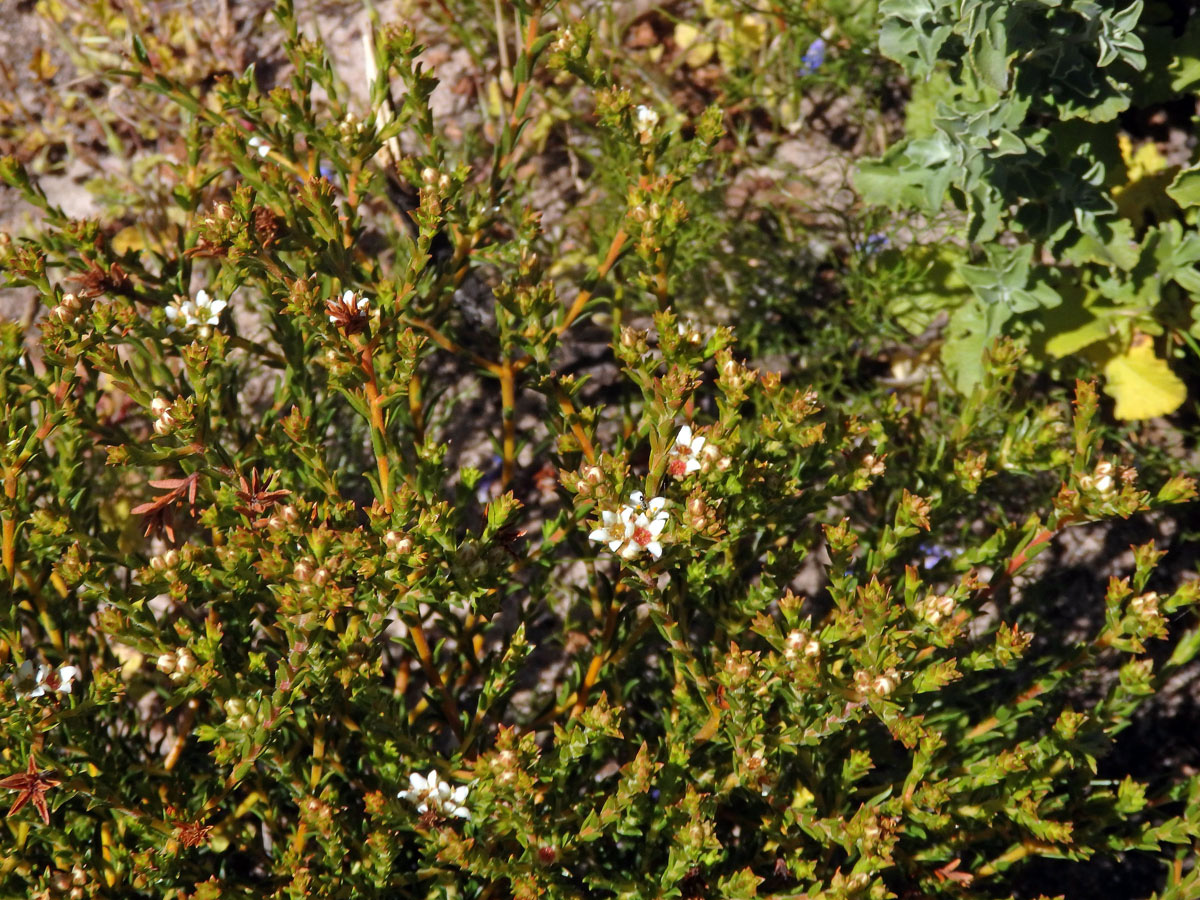 Diosma oppositifolia L.