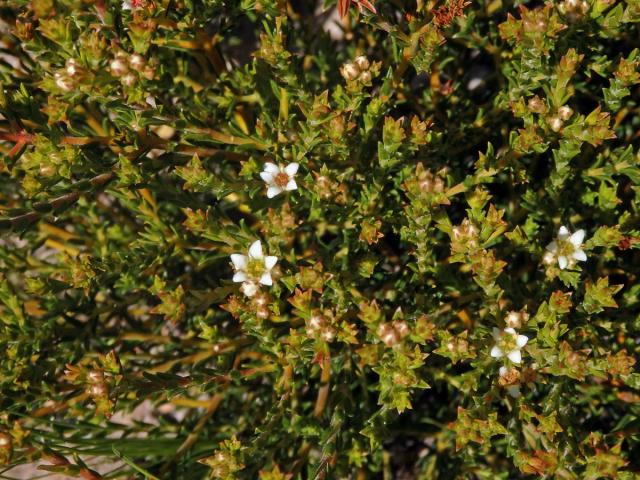 Diosma oppositifolia L.