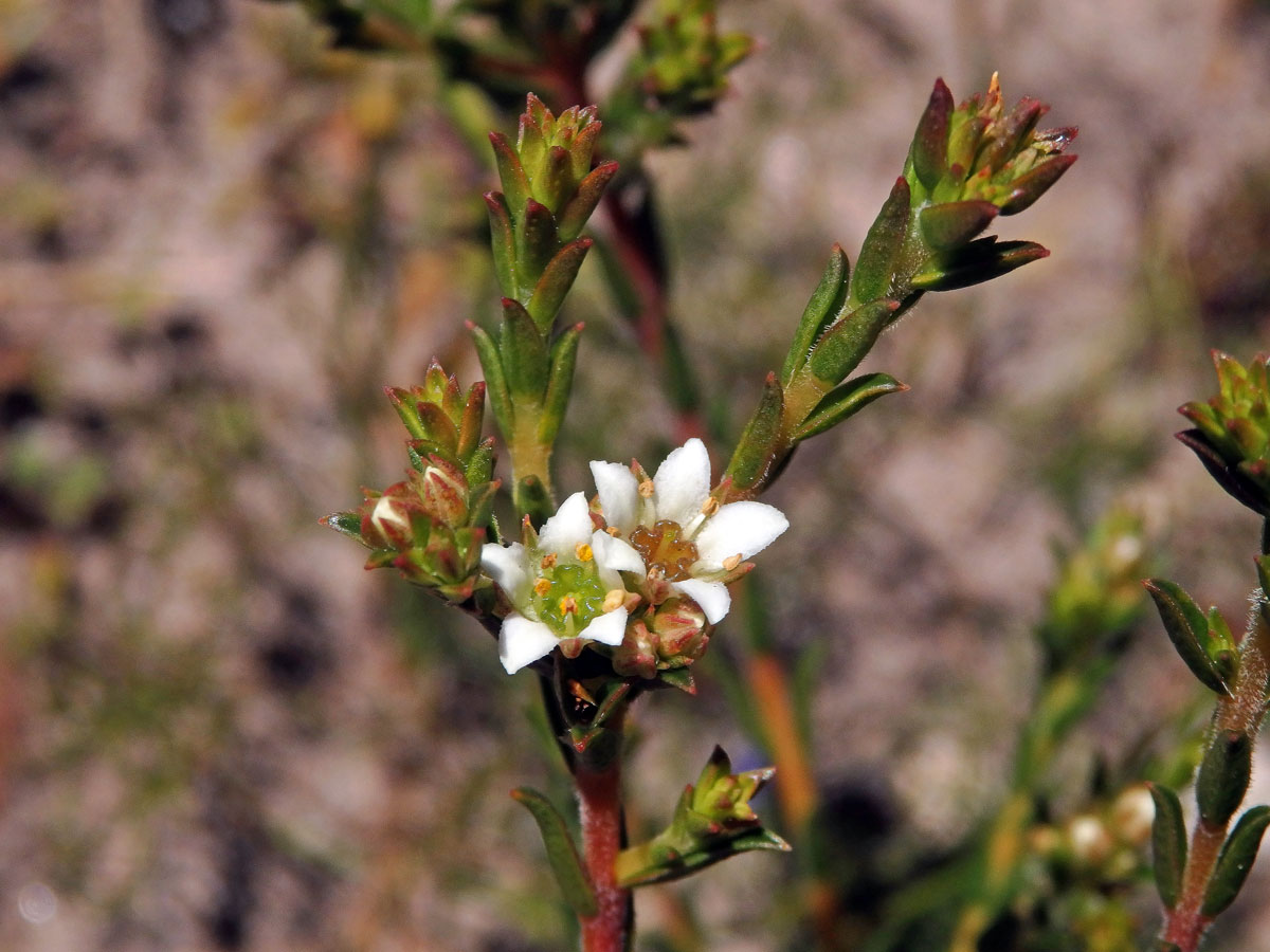 Diosma oppositifolia L.