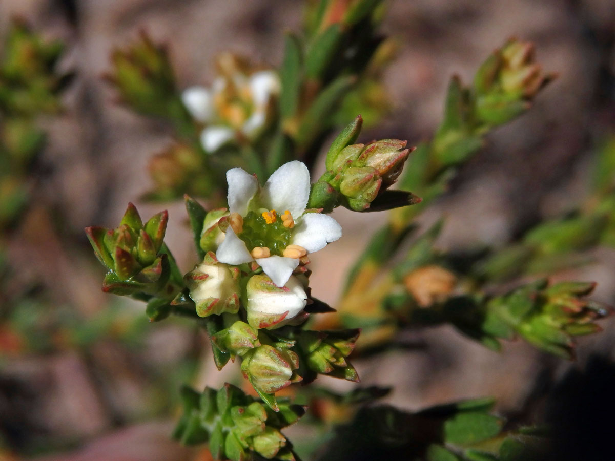 Diosma oppositifolia L.