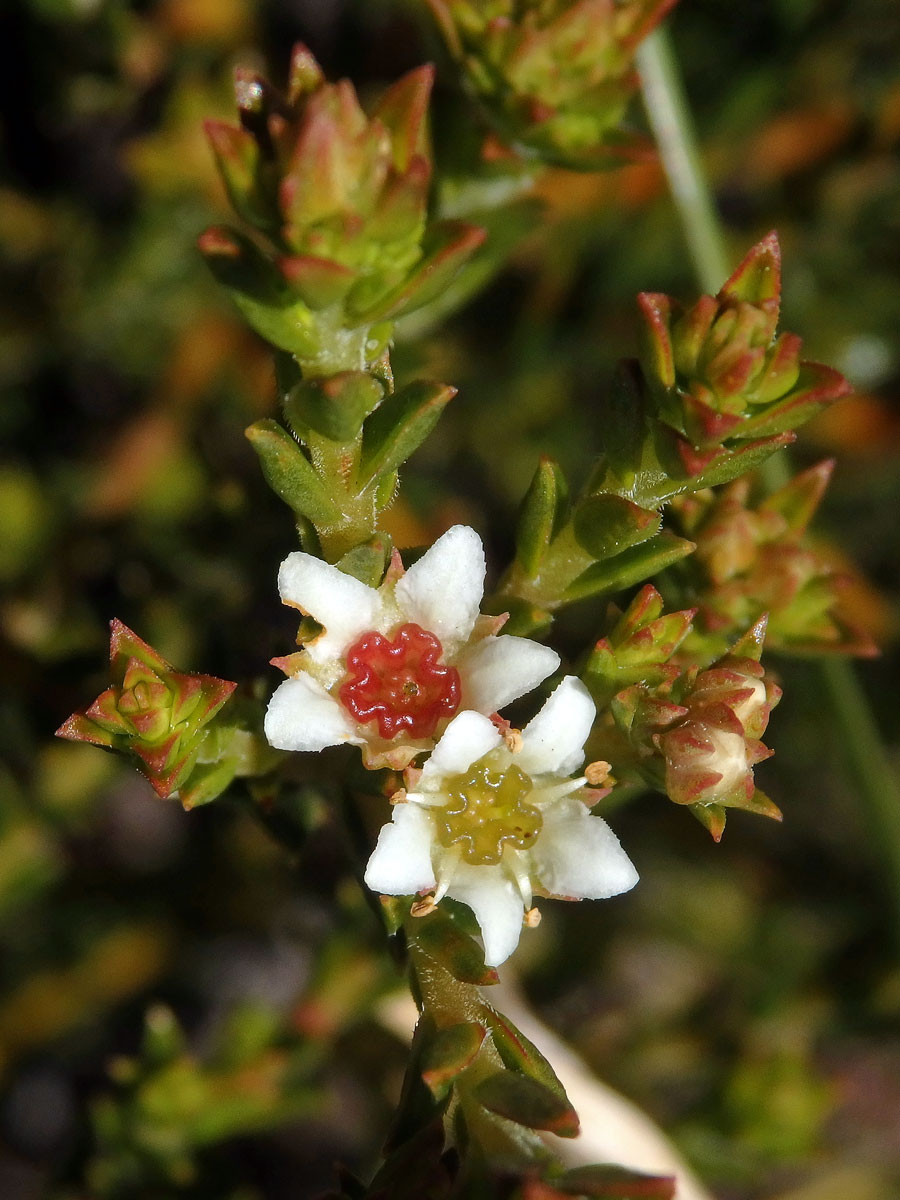 Diosma oppositifolia L.