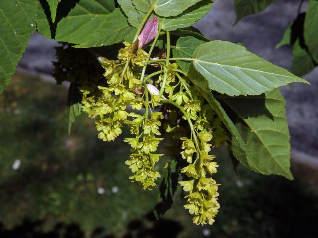 Javor řídkokvětý (Acer laxiflorum Pax)