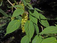 Javor řídkokvětý (Acer laxiflorum Pax)