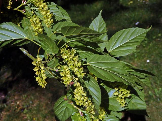 Javor řídkokvětý (Acer laxiflorum Pax)