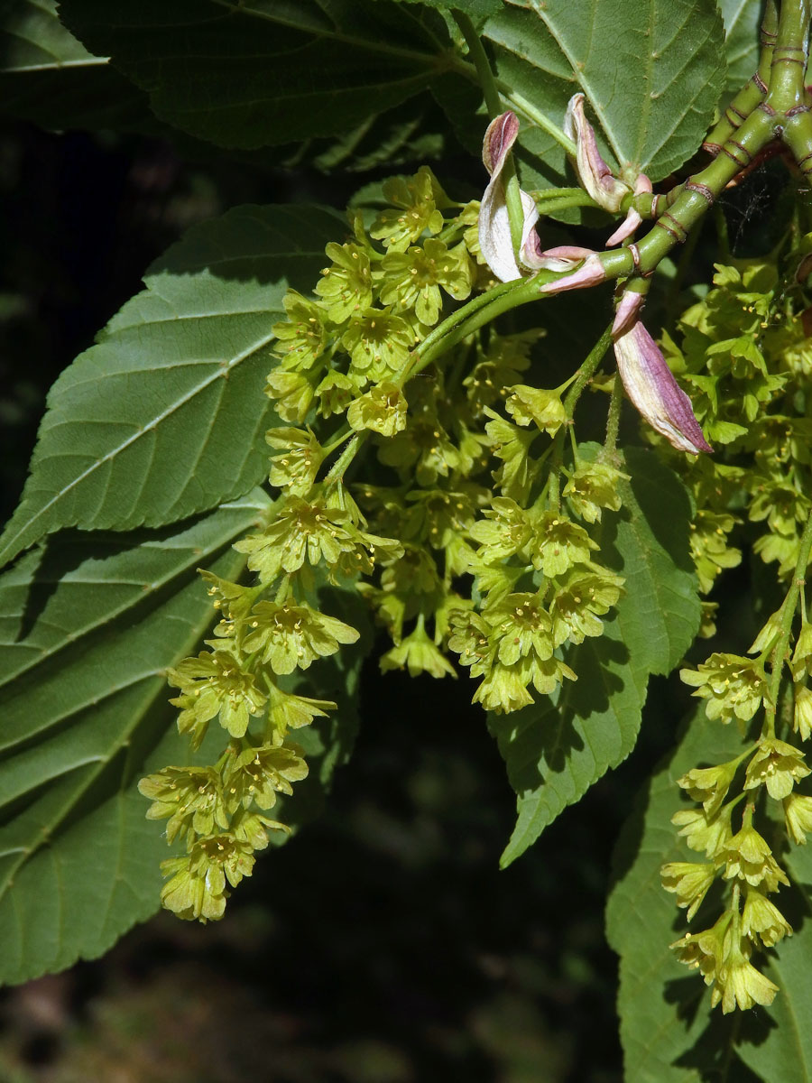 Javor řídkokvětý (Acer laxiflorum Pax)