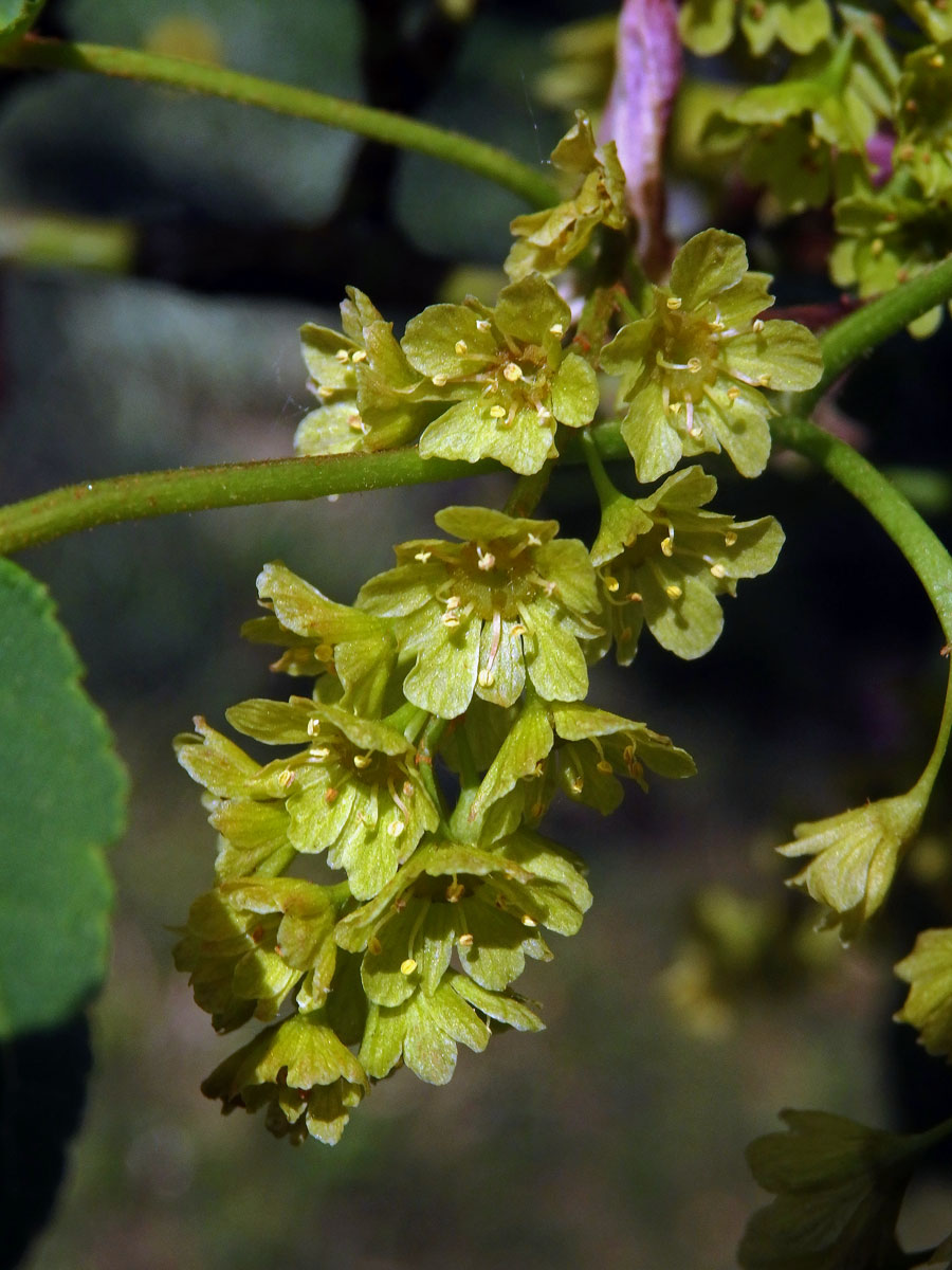 Javor řídkokvětý (Acer laxiflorum Pax)