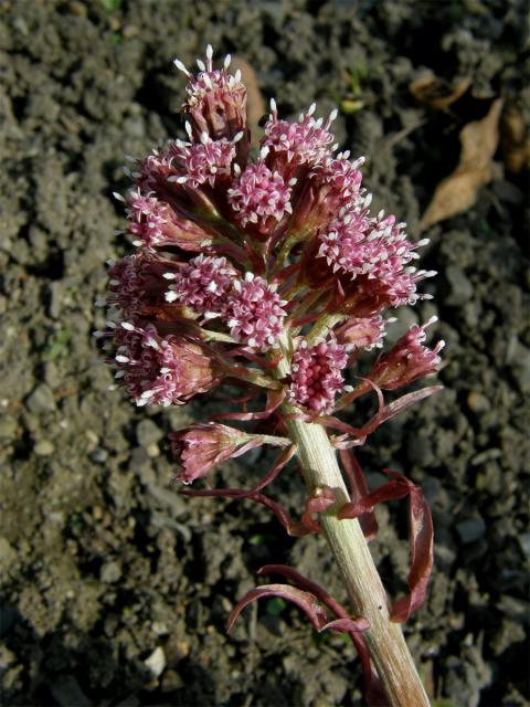 Devětsil lékařský (Petasites hybridus (L.) G., M. et Sch.)