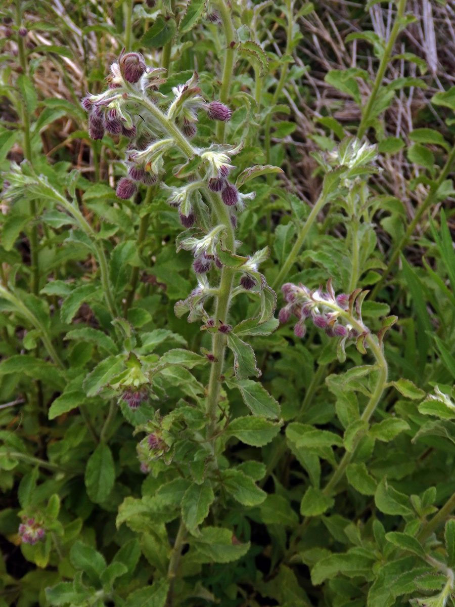 Blumea axillaris (Lam.) DC.