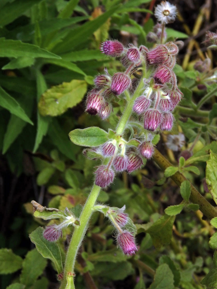 Blumea axillaris (Lam.) DC.