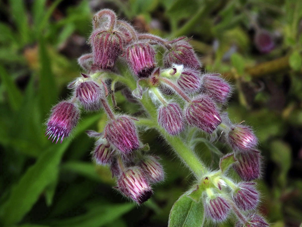 Blumea axillaris (Lam.) DC.