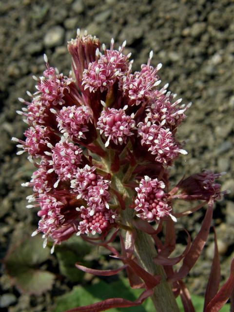 Devětsil lékařský (Petasites hybridus (L.) G., M. et Sch.)