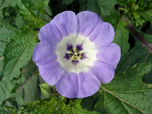 Lilík mochyňovitý (Nicandra physalodes (L.) Gaertn.)