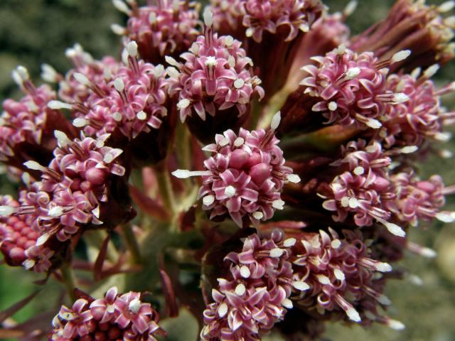 Devětsil lékařský (Petasites hybridus (L.) G., M. et Sch.)