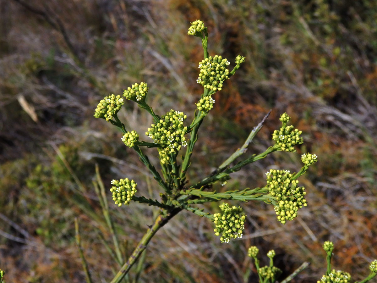 Lněnka (Thesium strictum P. J. Bergius)