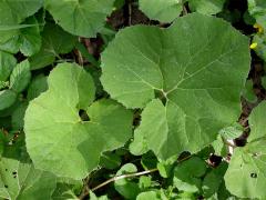 Devětsil lékařský (Petasites hybridus (L.) G., M. et Sch.)