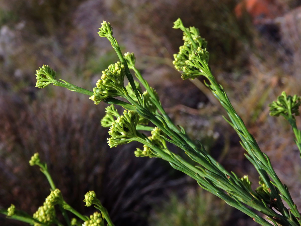 Lněnka (Thesium strictum P. J. Bergius)