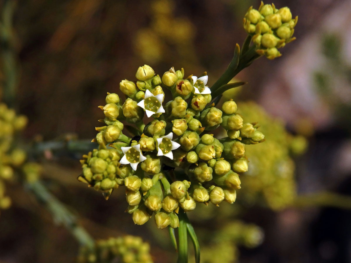 Lněnka (Thesium strictum P. J. Bergius)