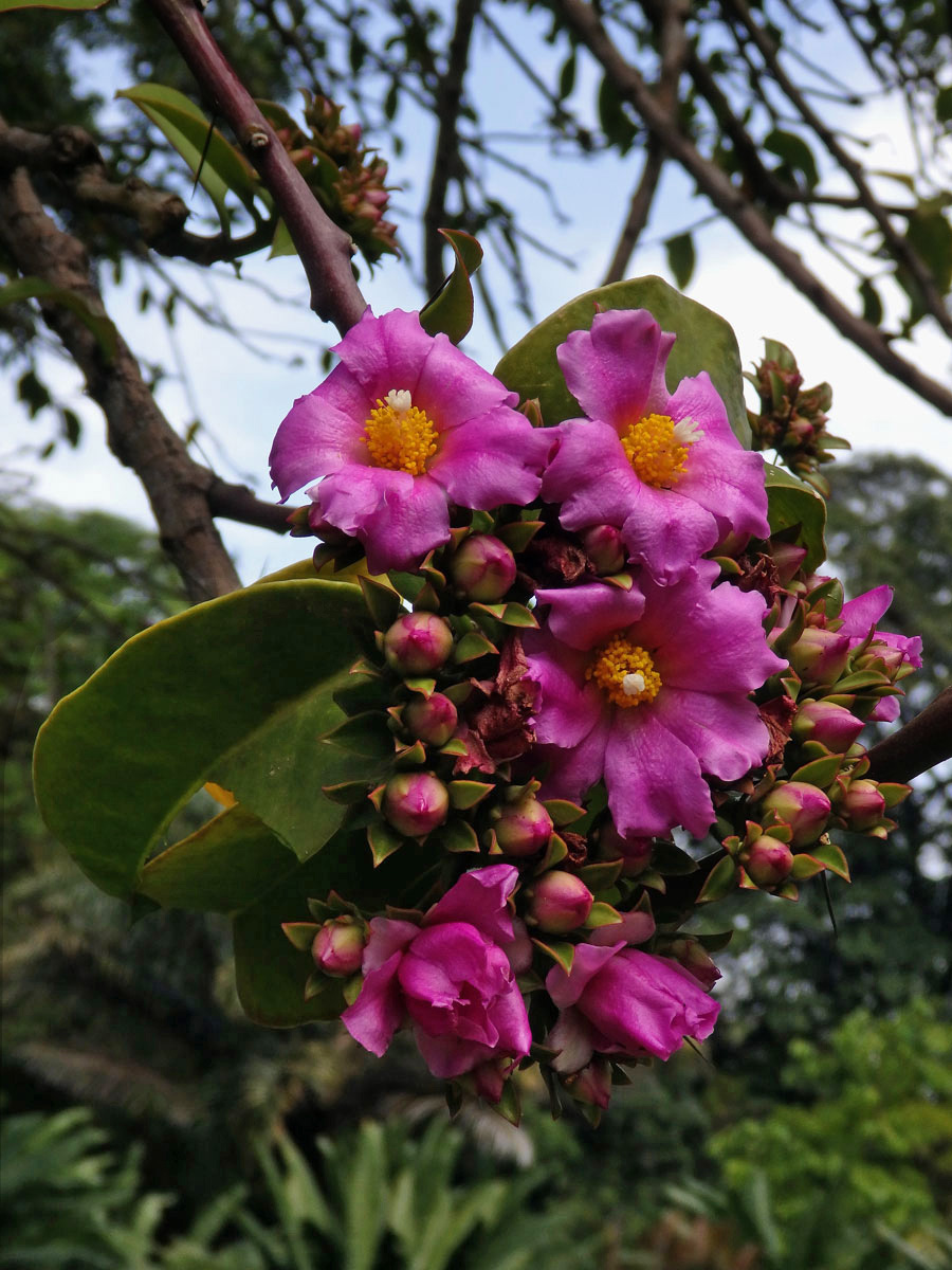 Rhodocactus grandifolius (Haw.) F. M. Knuth