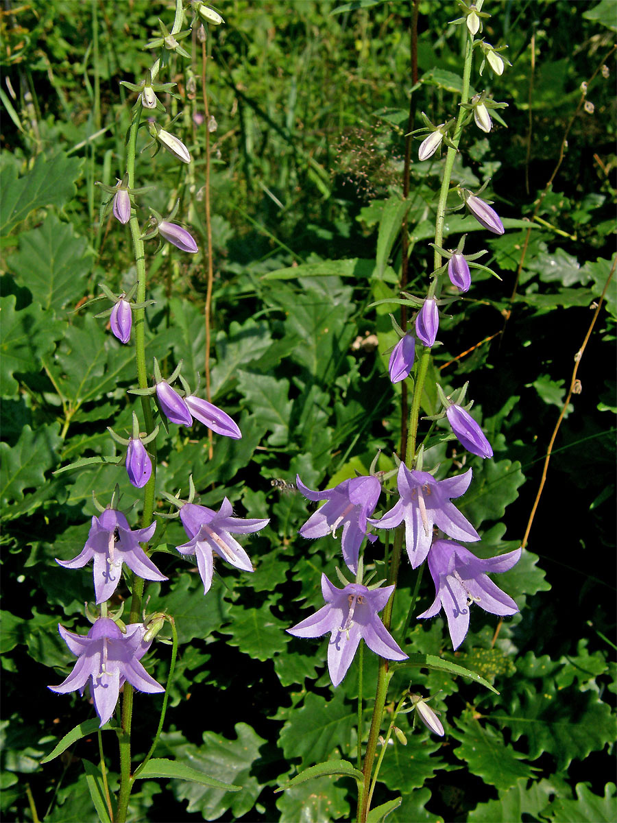 Zvonek řepkovitý (Campanula rapunculoides L.)