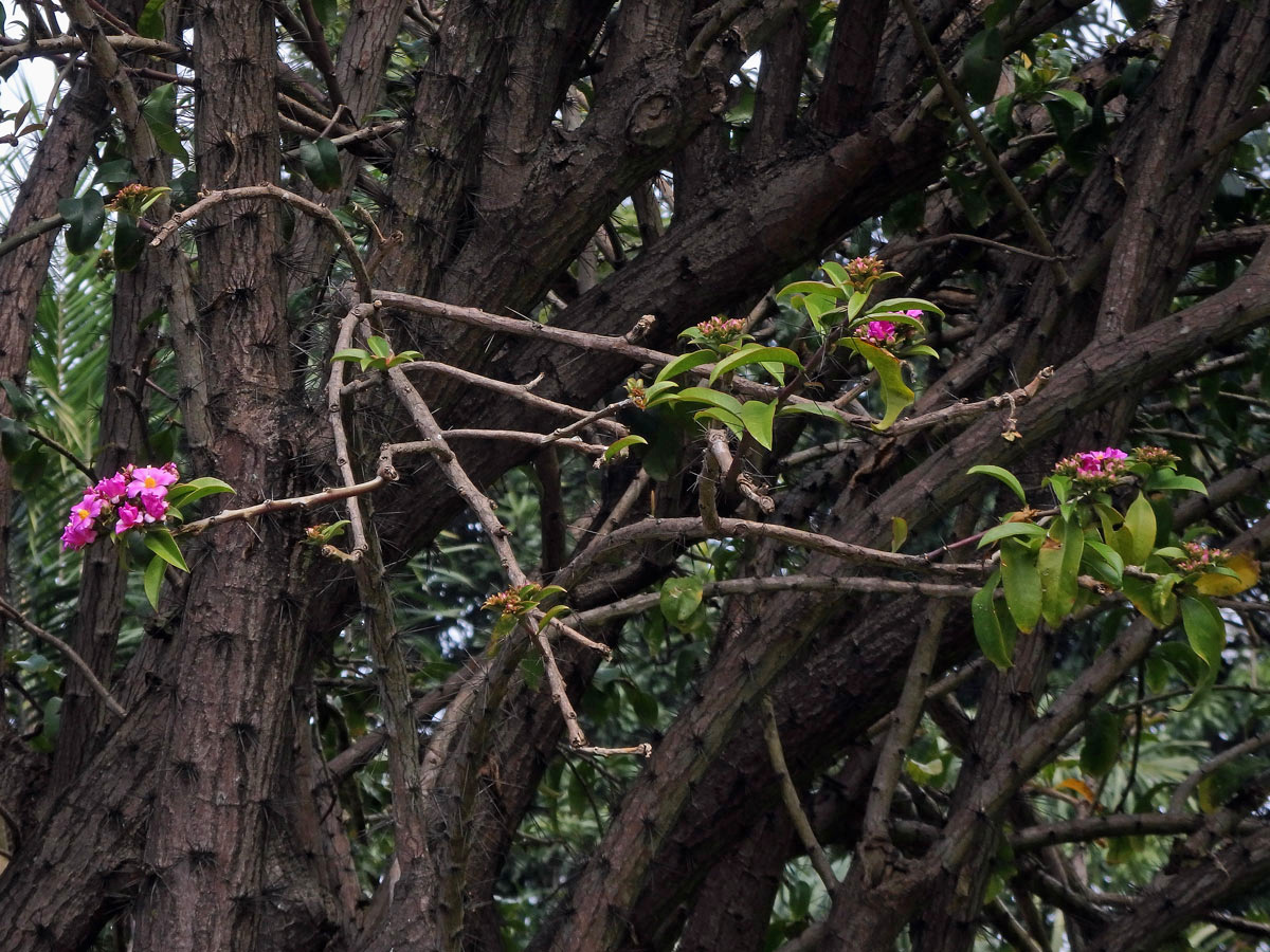 Rhodocactus grandifolius (Haw.) F. M. Knuth