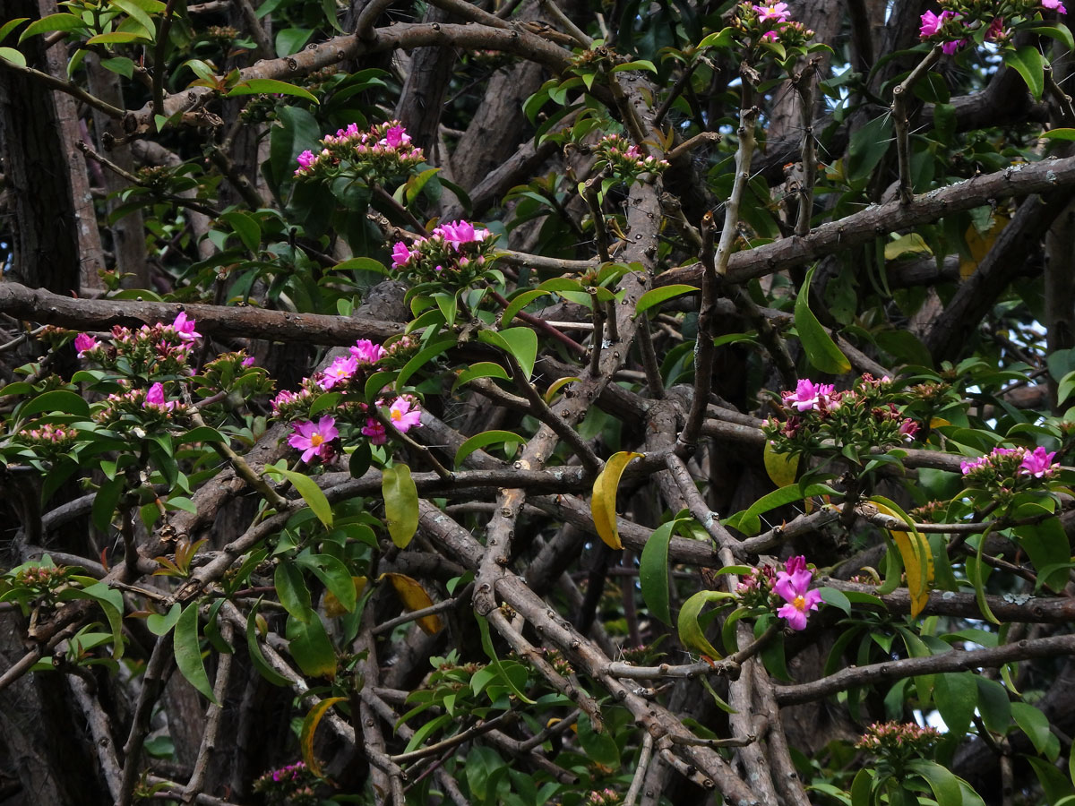 Rhodocactus grandifolius (Haw.) F. M. Knuth